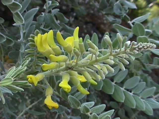 Sophora tomentosa (2)
